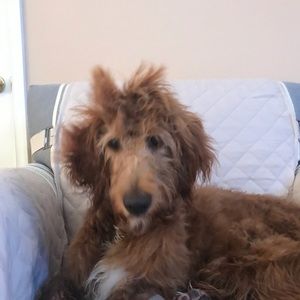 Meet your Posher, Craig